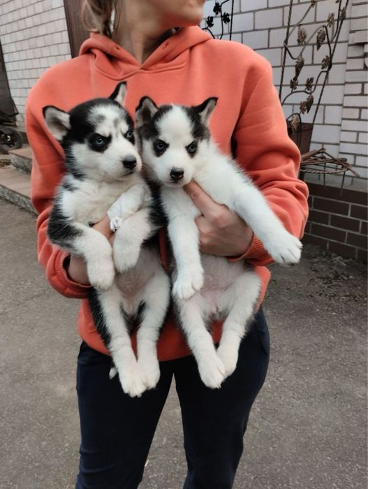 Продам цуценят Сибірської Хаскі