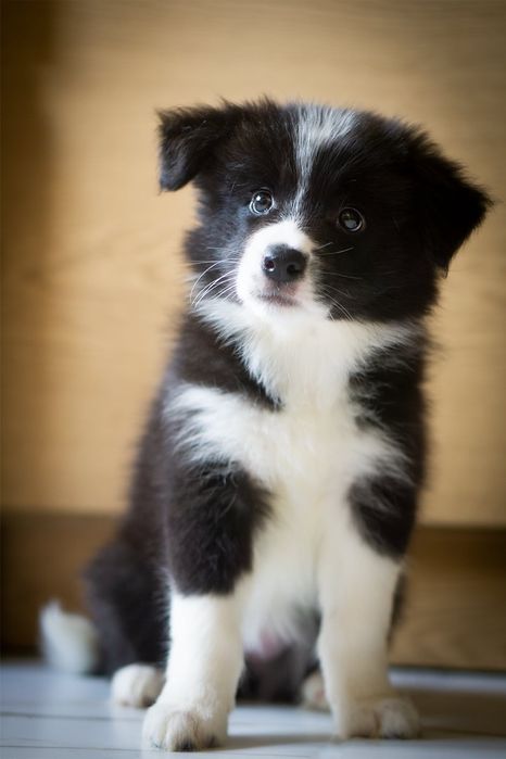 Border Collie ZKwP/ FCI suczka Brudzowice • OLX.pl