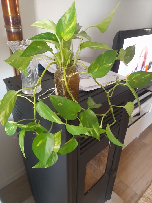 Vários pés de planta cobra natural já com raízes prontas a serem transplantadas a partir de 3€ cada pé.