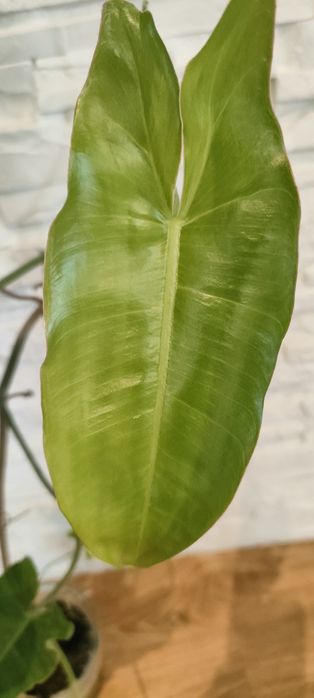 Filodendron filodendron