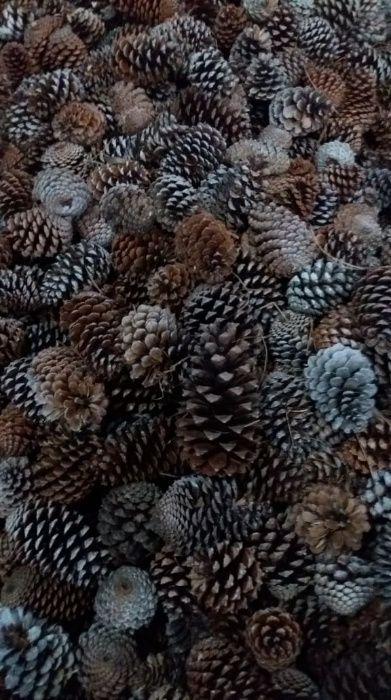 Pinhas de pinheiro bravo