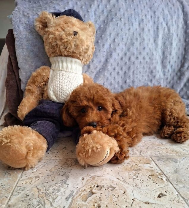 Maltipoo Pududel
