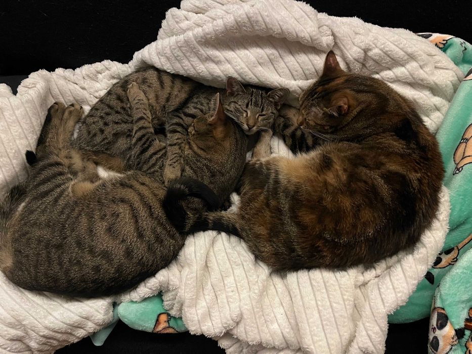 Kotka srebrna bura 8 miesięcy