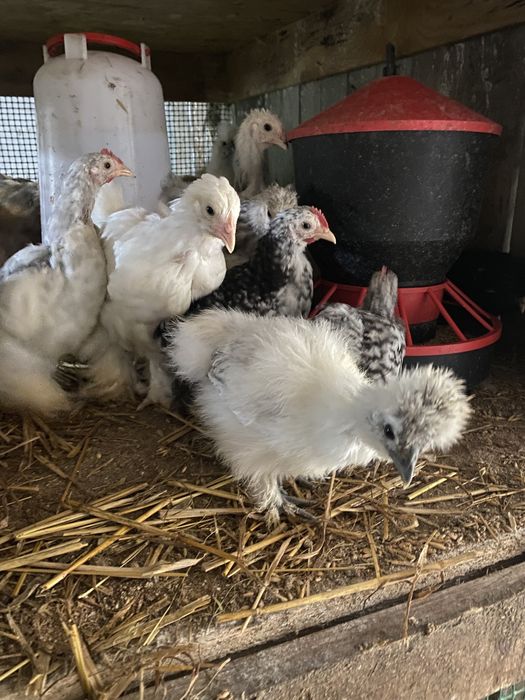 Kury kurczaki jajka legowe