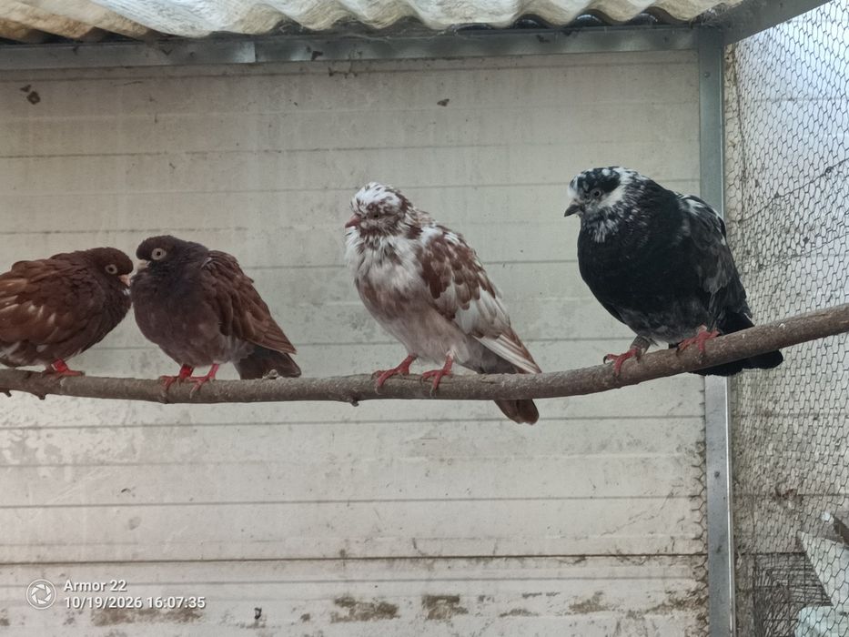Pombos cambalhota