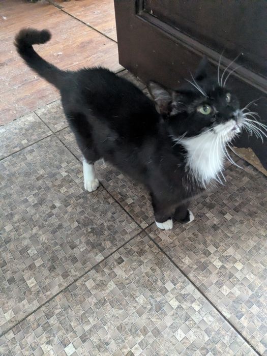 Гарненький котусик