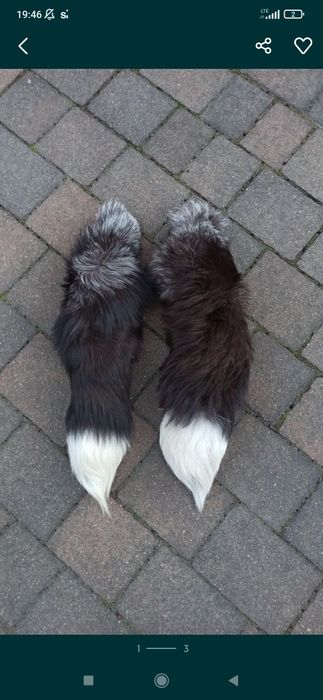 Ogon z Lisa srebrnego!