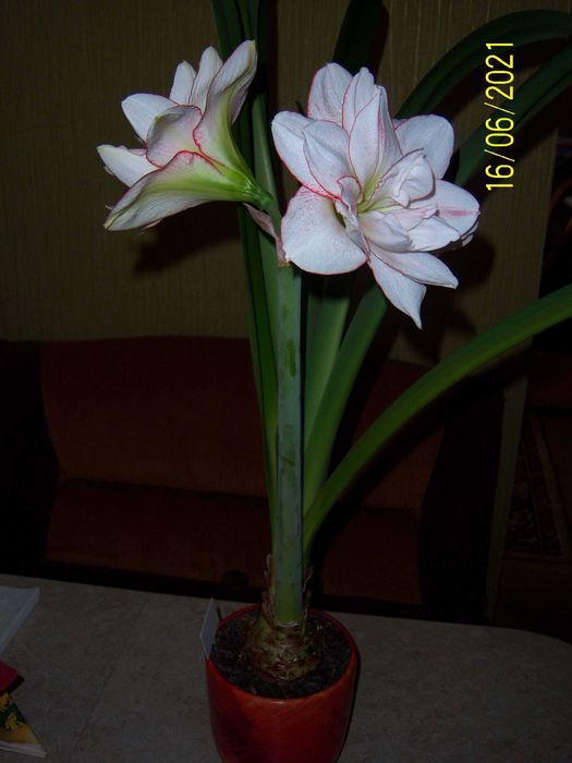 Гиппеаструм (амариллис) STRIPED AMADEUS