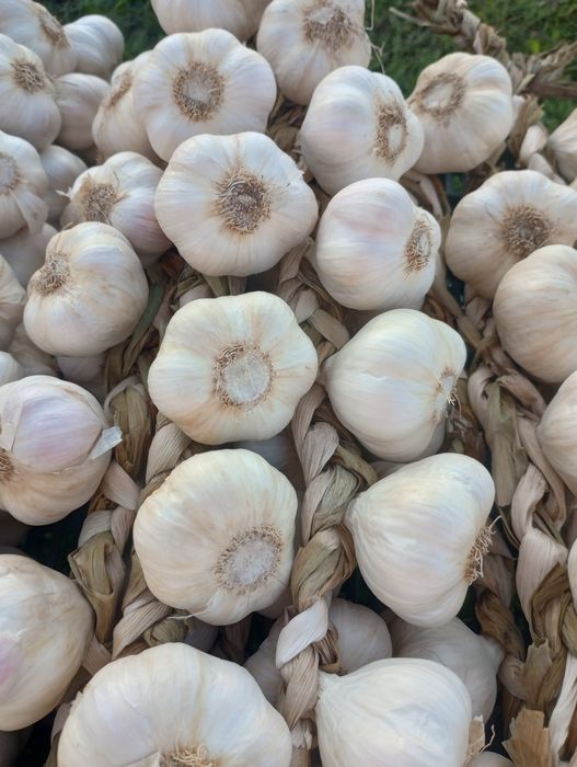 Czosnek wiosenny Jarus.