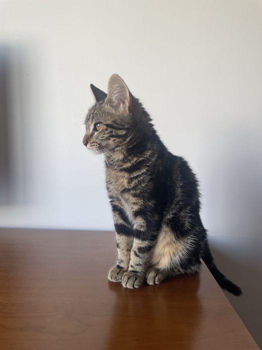 Gatinha para adoção