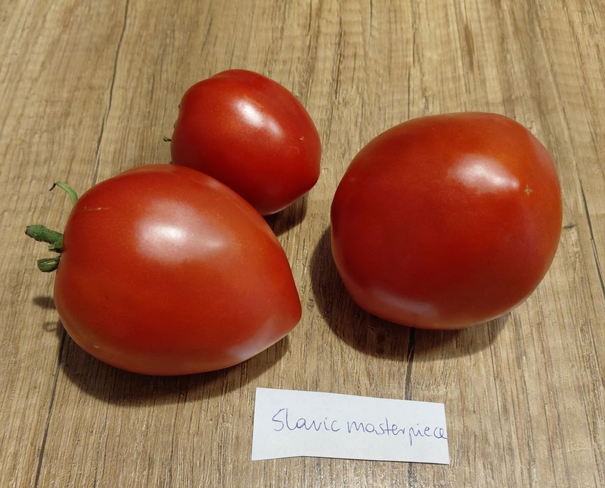 Kolekcjonerskie nasiona pomidorów
