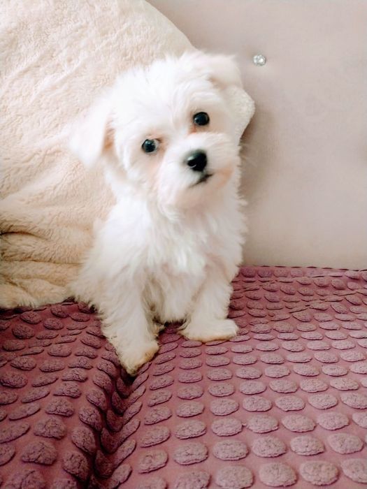 Śliczne pieseczki Maltanczyk