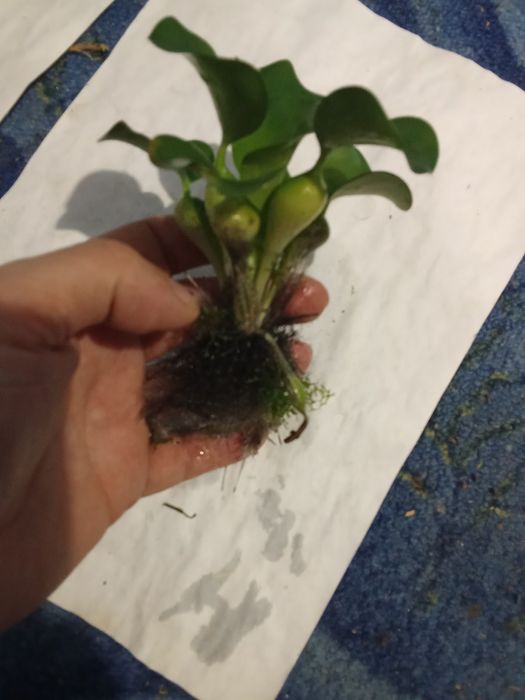 Гиацинт - Акваріумні рослини