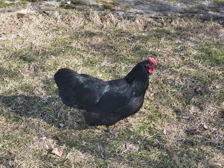 Jaja lęgowe AUSTRALORP.