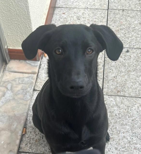 Cadelinha de 7 mesinhos para adopção