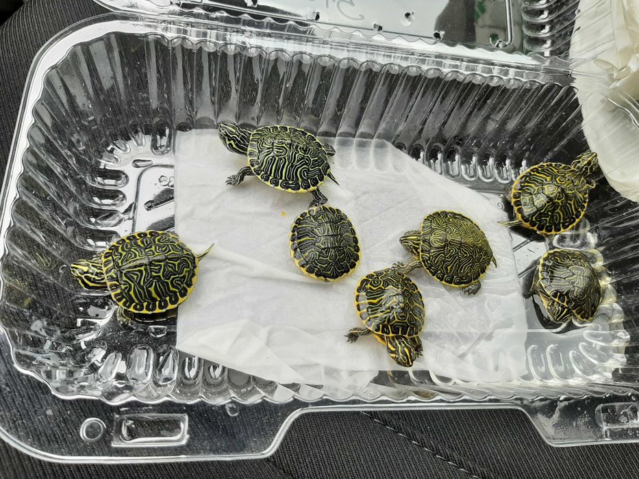 żółw hieroglifowy + terrarium