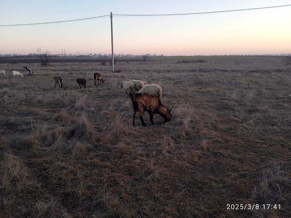Альпійський козел, цап