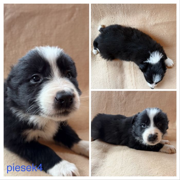 Border Collie szczeniak piesek