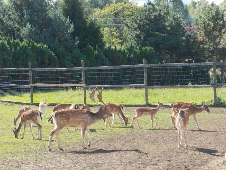 Daniele Byki łanie i cielaki