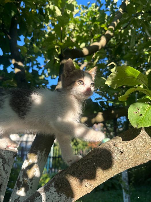 В добрі руки котики