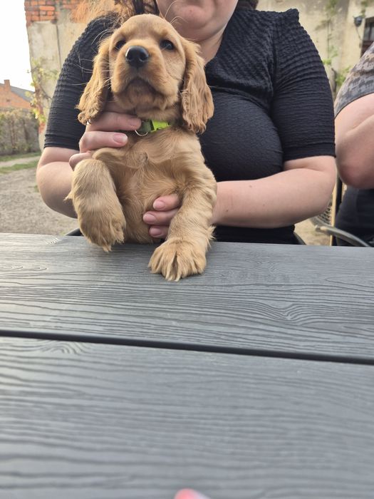 Cocker spaniel angielski