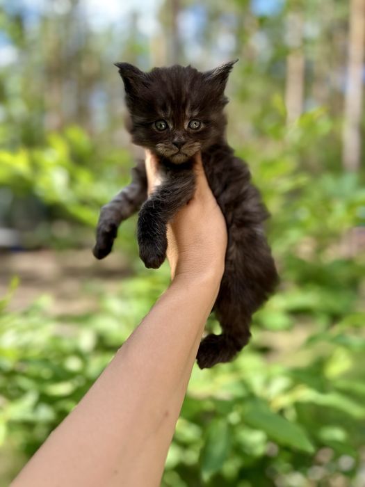 Kocurek czarny dymny Maine Coon