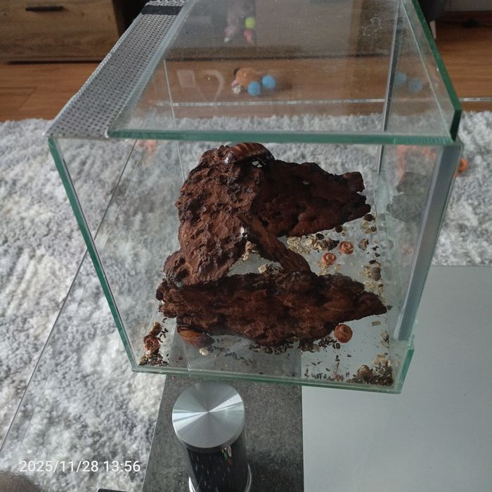 Terrarium 20x20x20