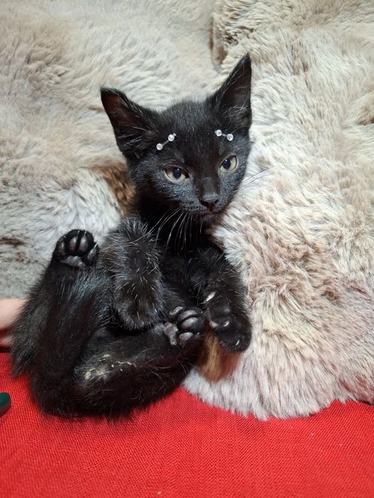 Gatinhas com 2 meses para adoção