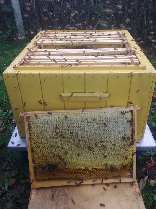 Pszczoły - Sprzedam Silne Rodziny