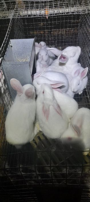 Продаю маленькі кролинята