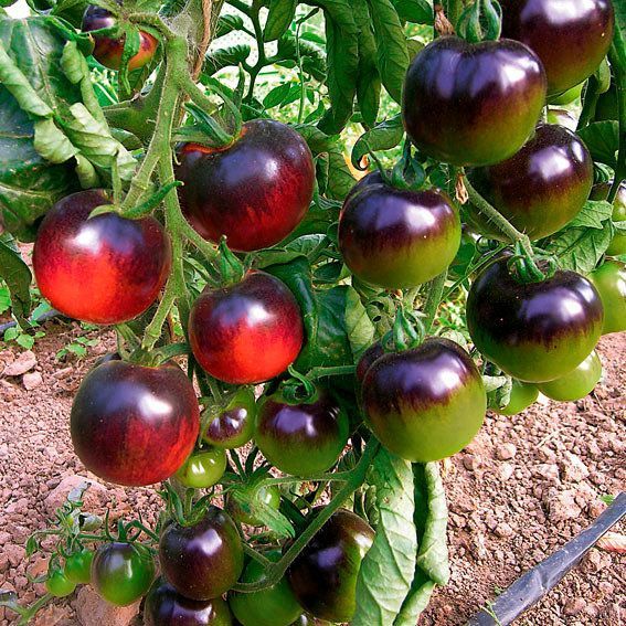 20 Sementes Tomate Indigo Rose (raro)