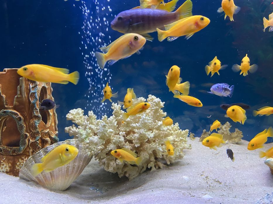 Цихліди африканські (підлітки)