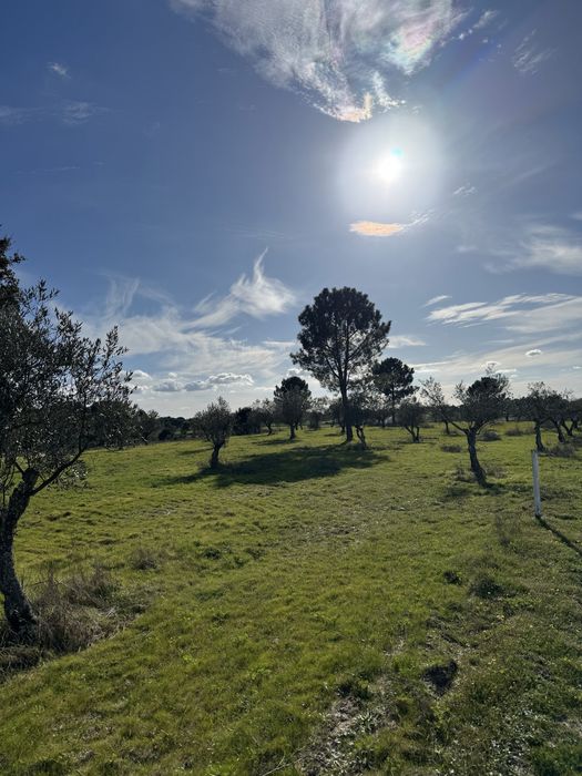 Árvores Oliveiras adultas – Excelente oportunidade