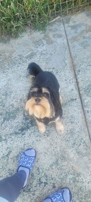 Shih tzu lindíssimo