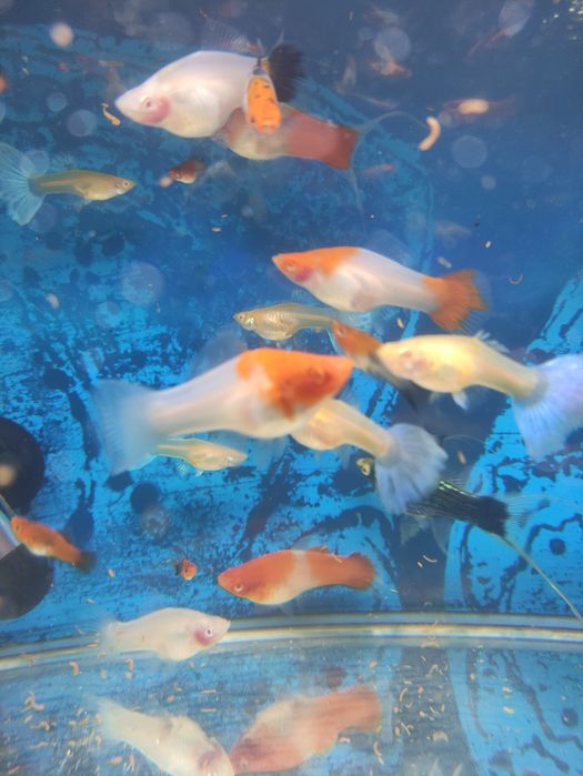 Mieczyki koi albino, koi wagtail i inne