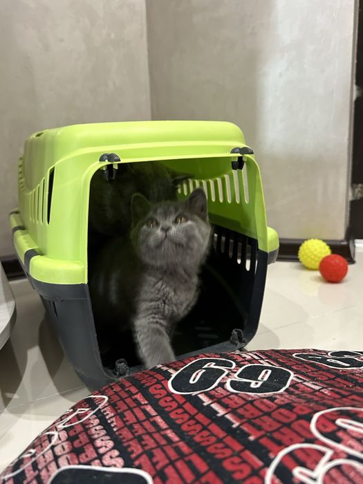 Шотландские вислоухие котята
