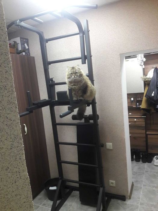 0грн доставка шведська стінка від виробника тому дешевше шведская стенка турнік тренажер штанга гантелі реабілітація дошка євмінова дропшипинг