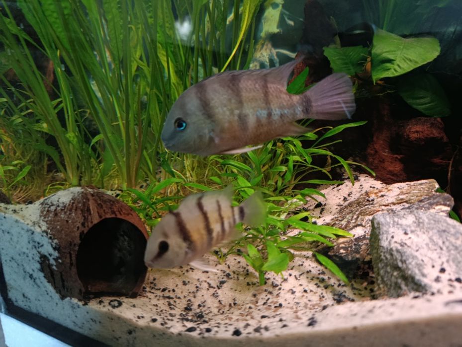 Pielęgnica Cuttera Cutteri dobrana para