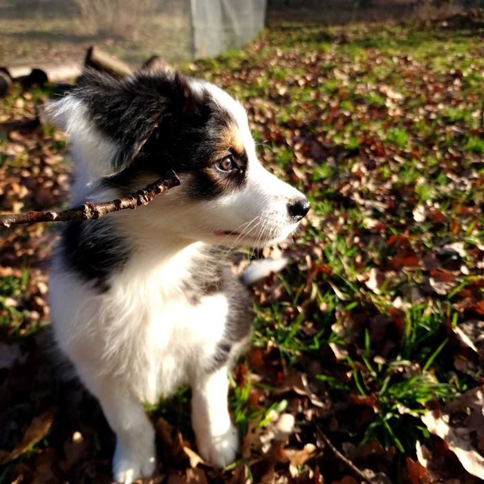 Border collie black white tricolor dziewczynka