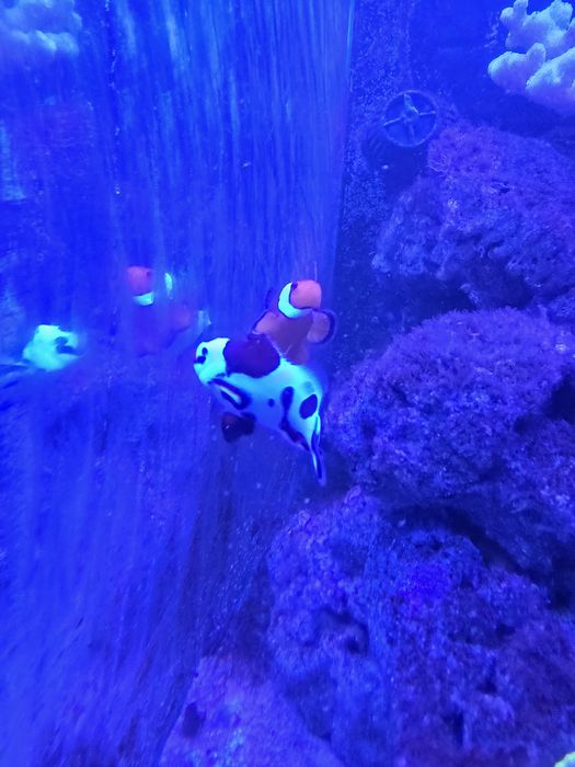 Akwarium morskie 60x60x50 + SUMP życie lub całość