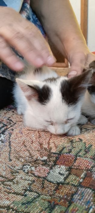 Віддам кошенят в добрі руки