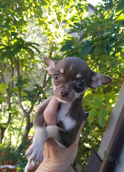 Chihuahua Suczka