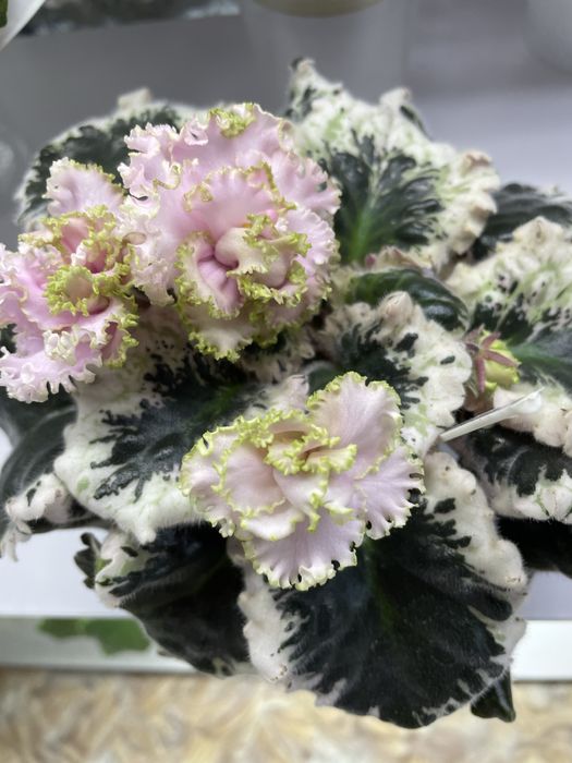 Фиалки цветущие сортовые