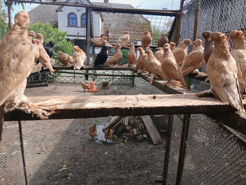 Wywrotki wschodniopruskie