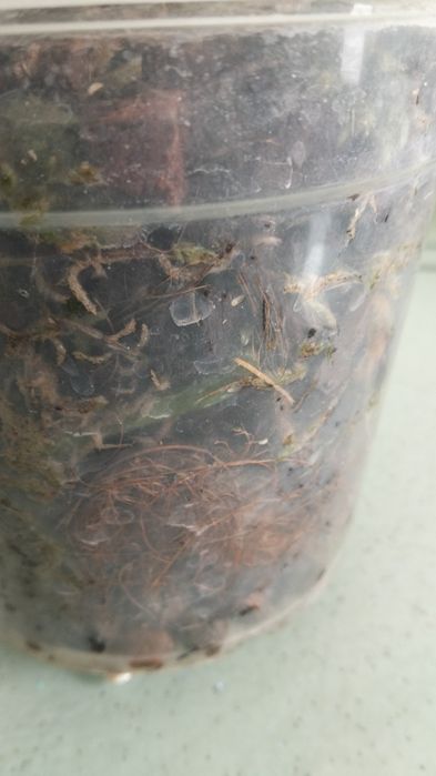 Орхідея фаленопсис, біла