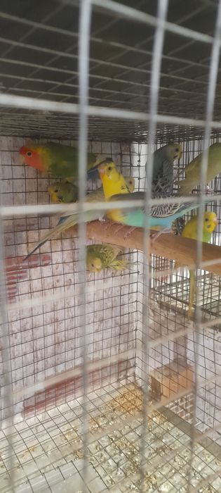 Casais de piriquitos