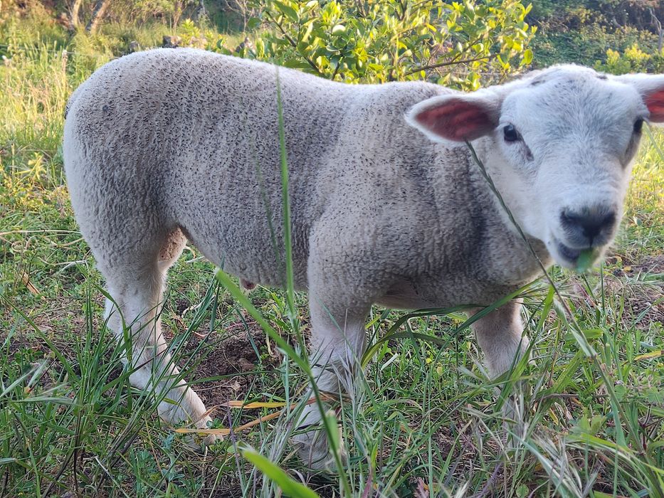 Ovinos Texel puros