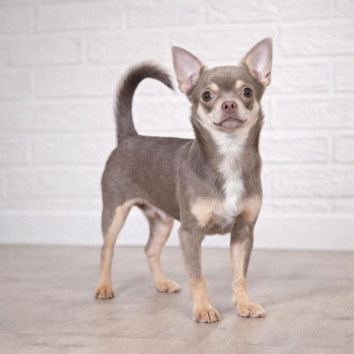 Взрослый парень чихуахуа КСУ