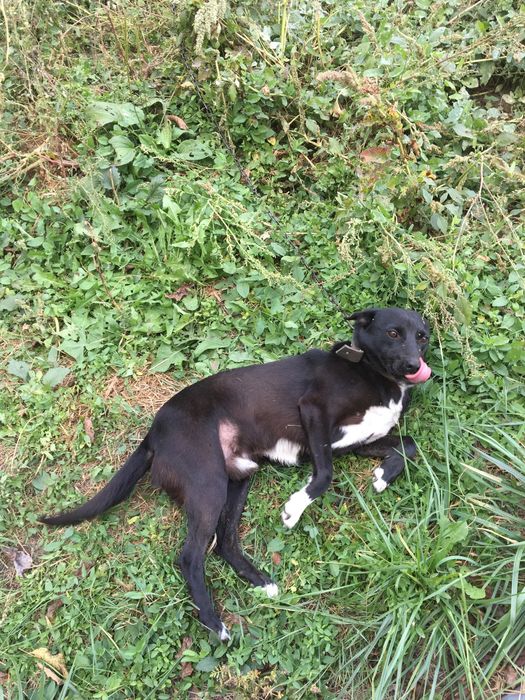 Охоронець-дзвіночок)В добрі руки)