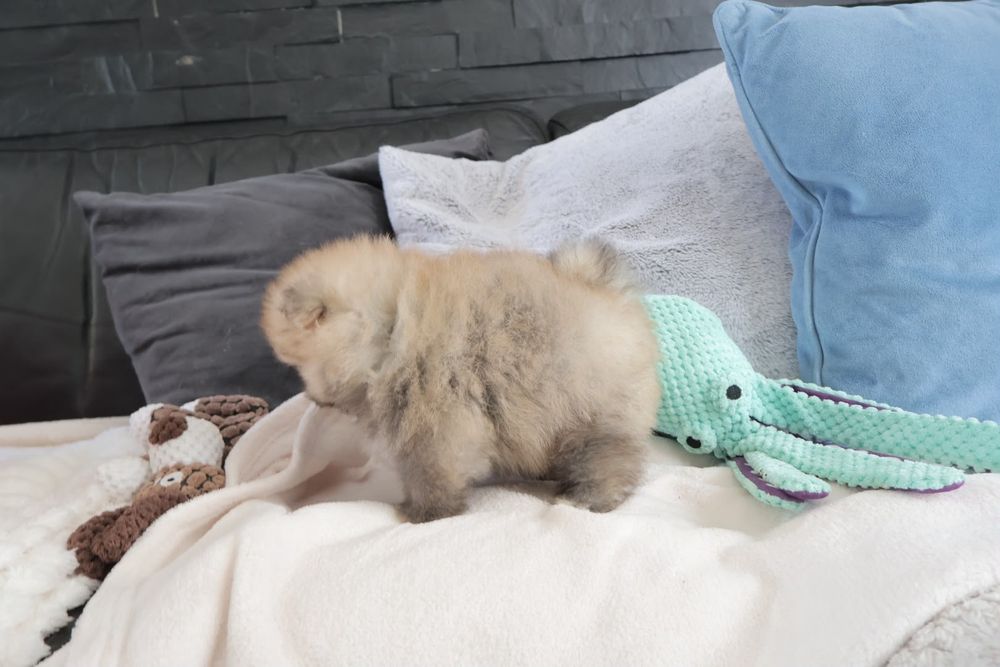 Lulu da Pomerania. Spitz anão LOP e Afixo.Super Mini Laranja. Linhagem Russa